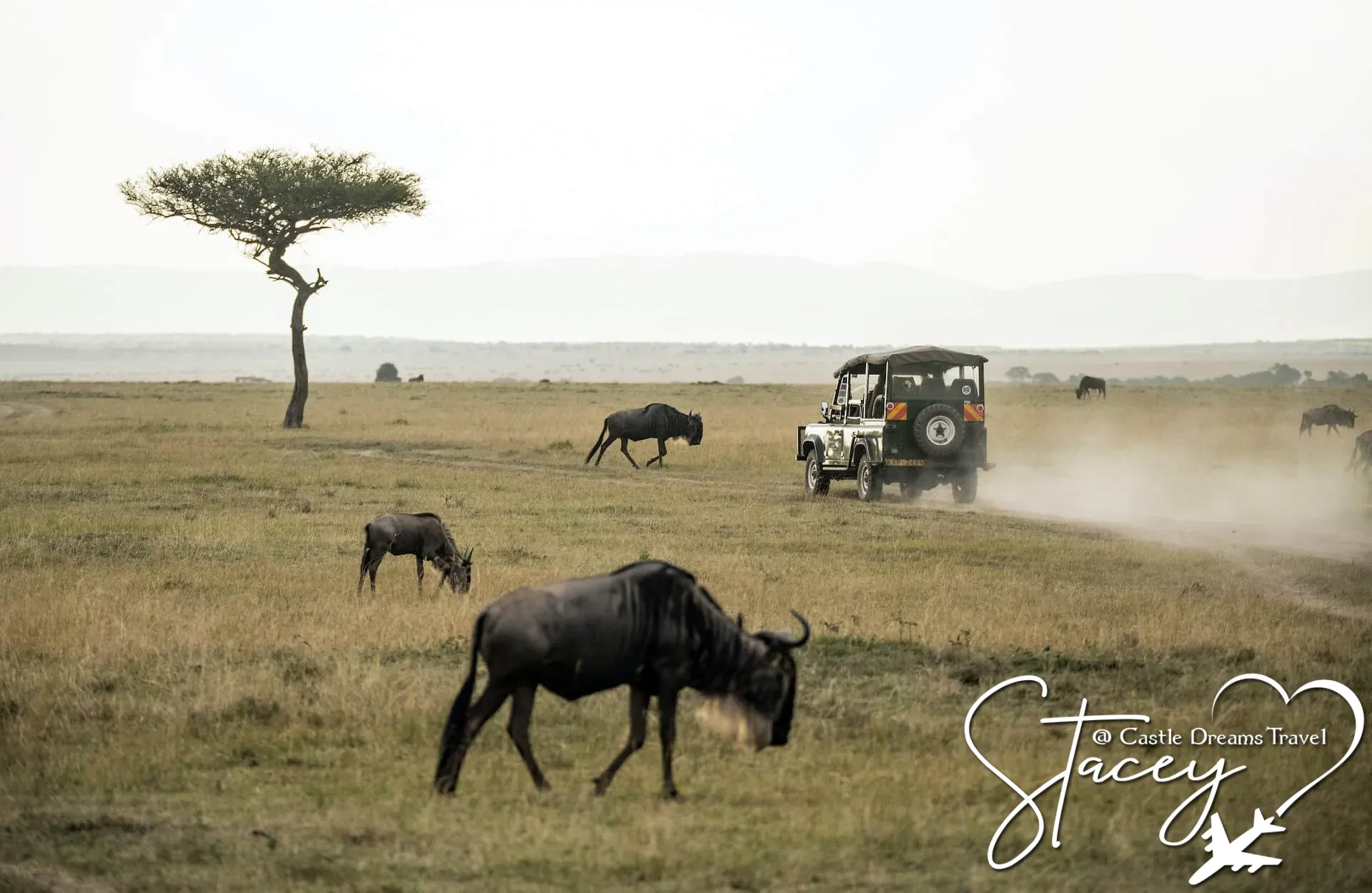 Elephants crossing the savannah on an African safari