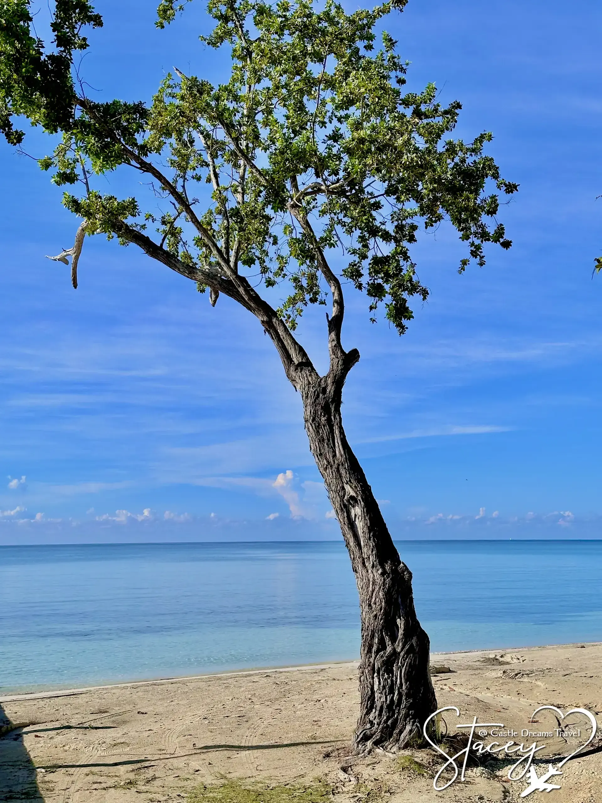 Lone tree leaning over a white-sand beach and turquoise water